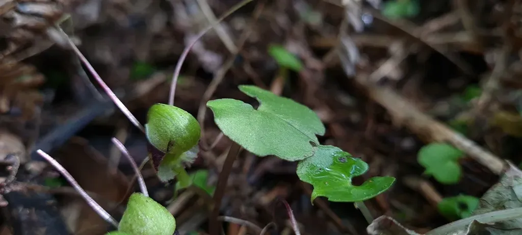 Corybas Hypogaeus