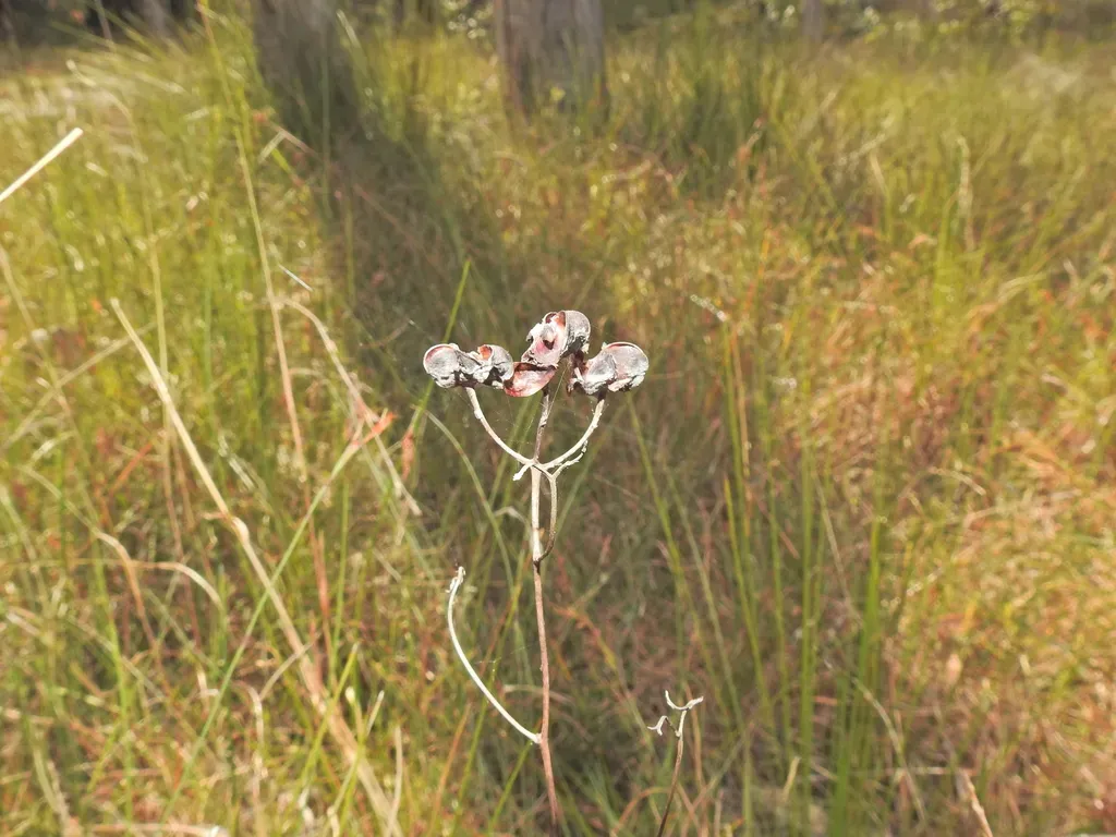 Haemodorum Tenuifolium