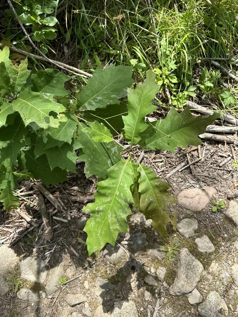 Northern Red Oak