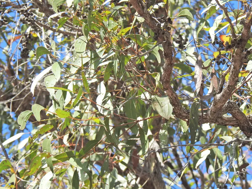 Eucalyptus Latisinensis