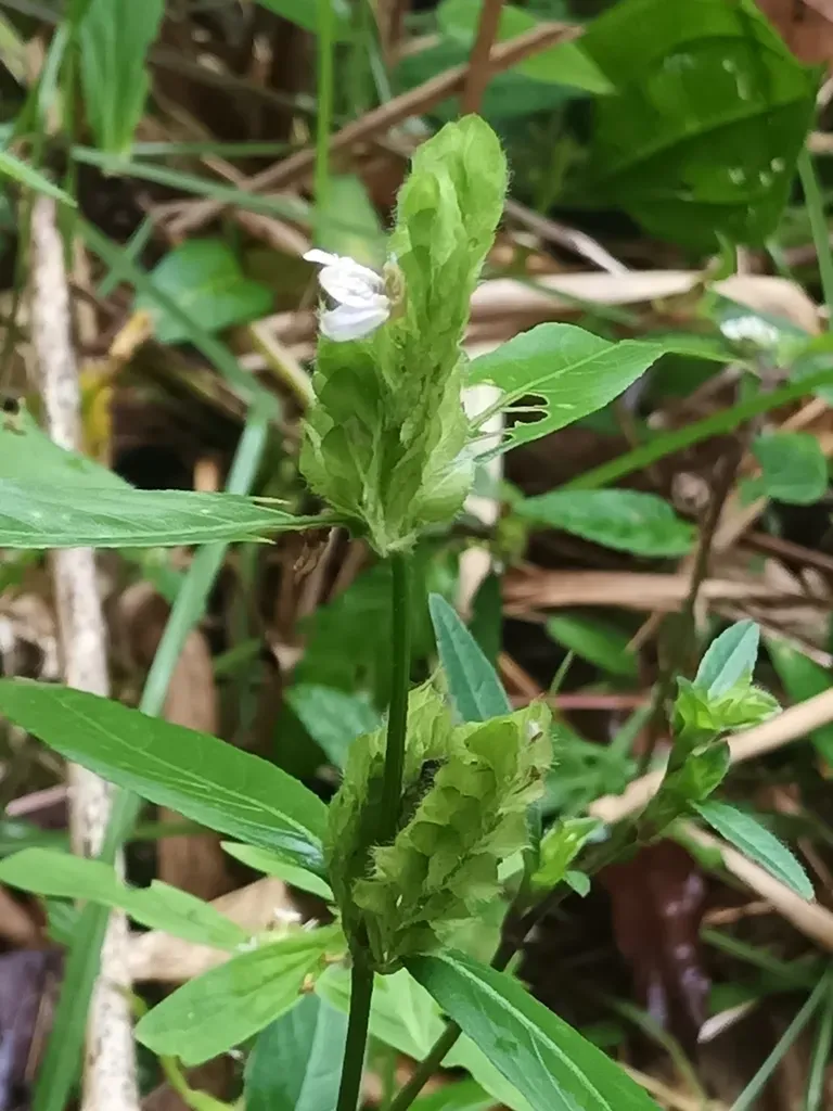 Justicia Polystachya