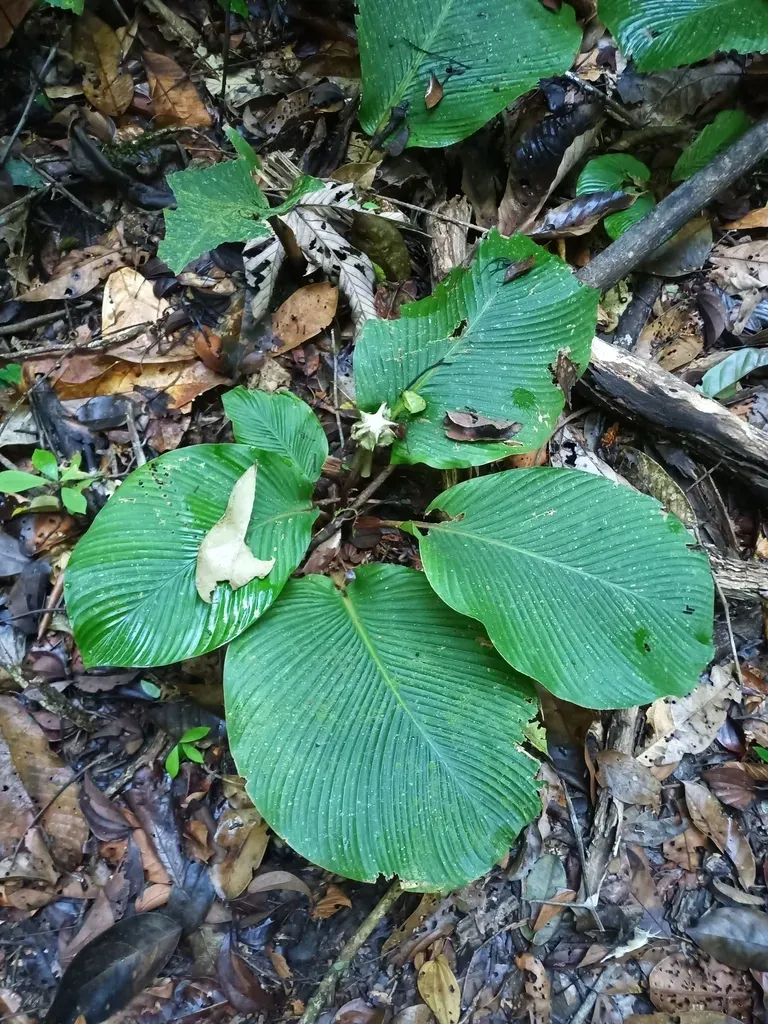 Goeppertia Granvillei
