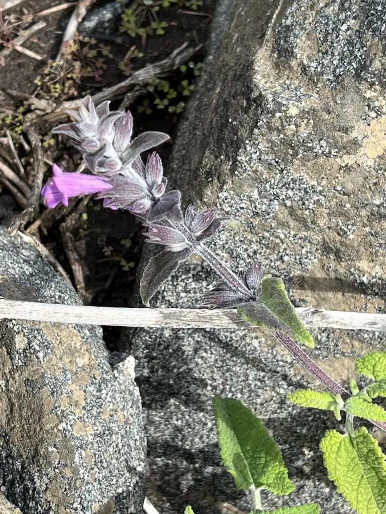 Chilean Pitcher Sage