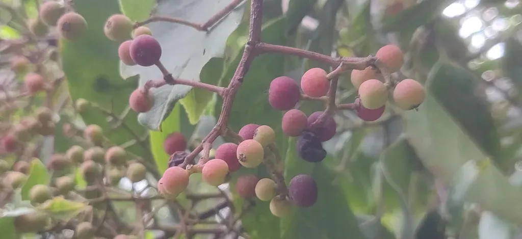 Photinia Integrifolia