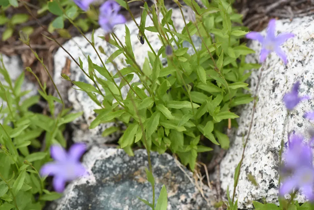 Wilkins' Harebell