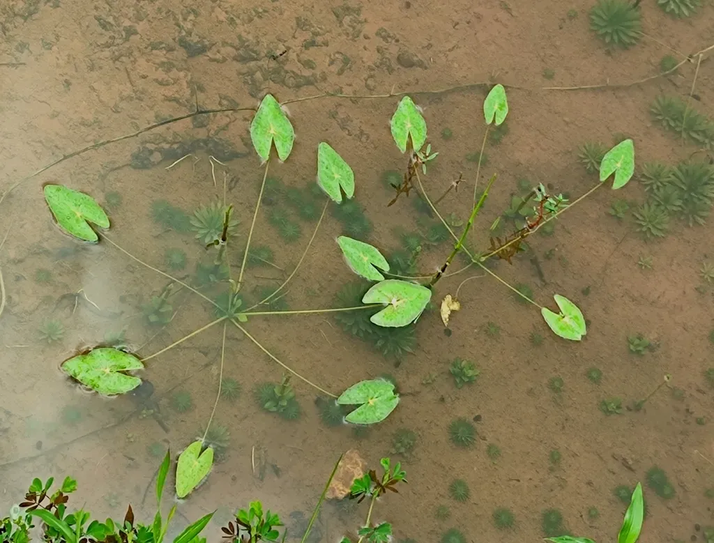 Nymphoides Balakrishnanii