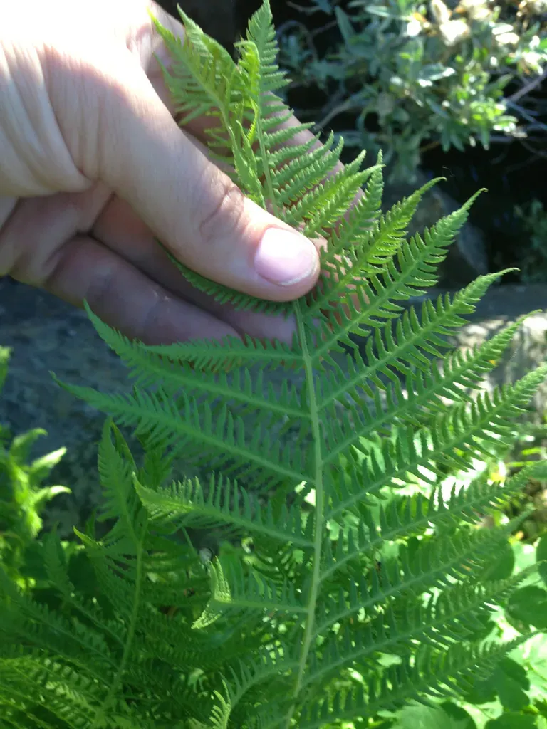 Lady Fern