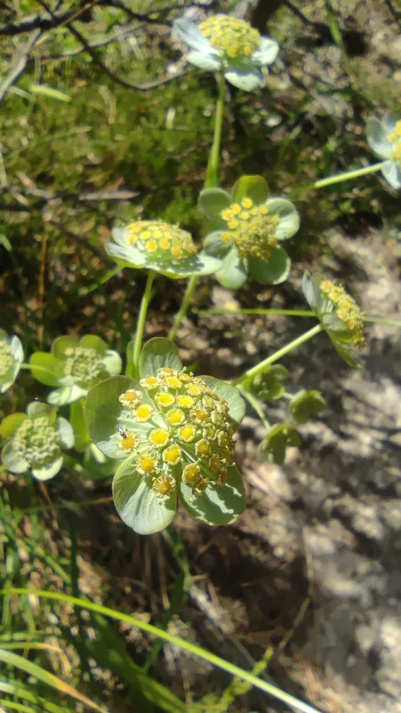 Bupleurum Angulosum