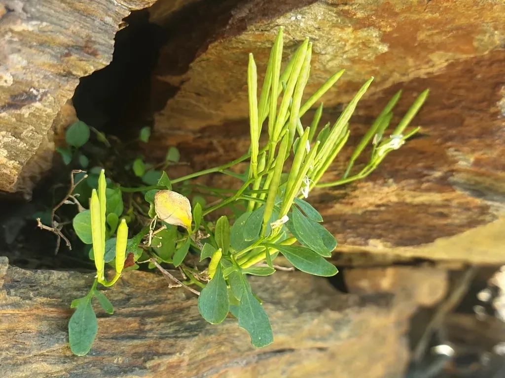 Mignonette-leaved Bittercress