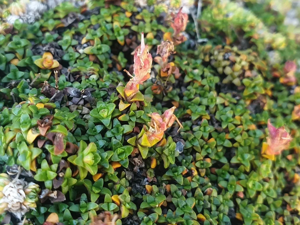 Purple-flowered Saxifrage