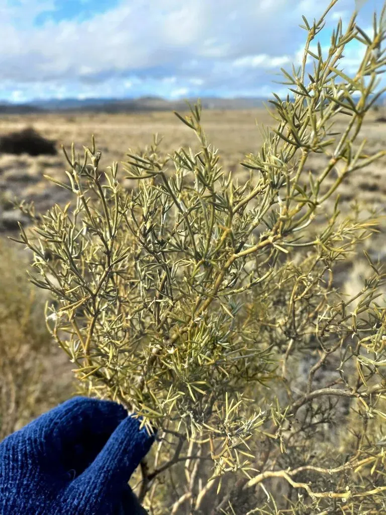 Anarthrophyllum Rigidum