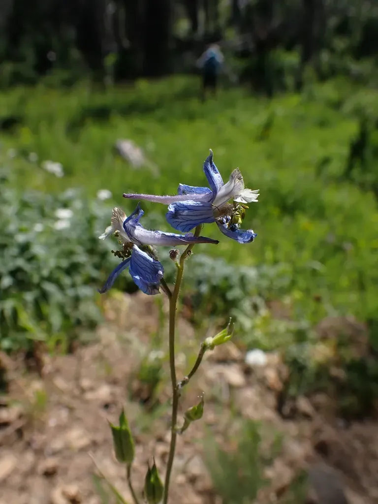 Thinpetal Larkspur