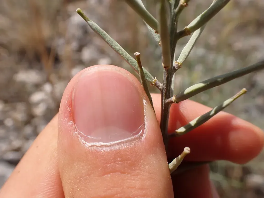 Erysimum Collisparsum