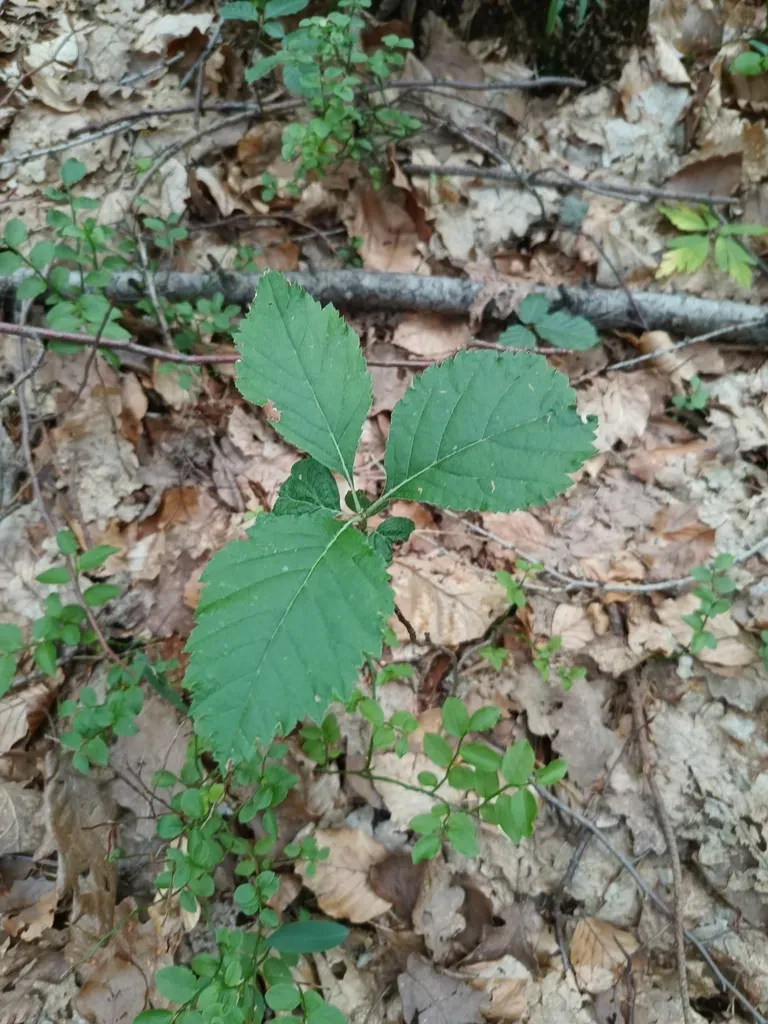 Aria Danubialis