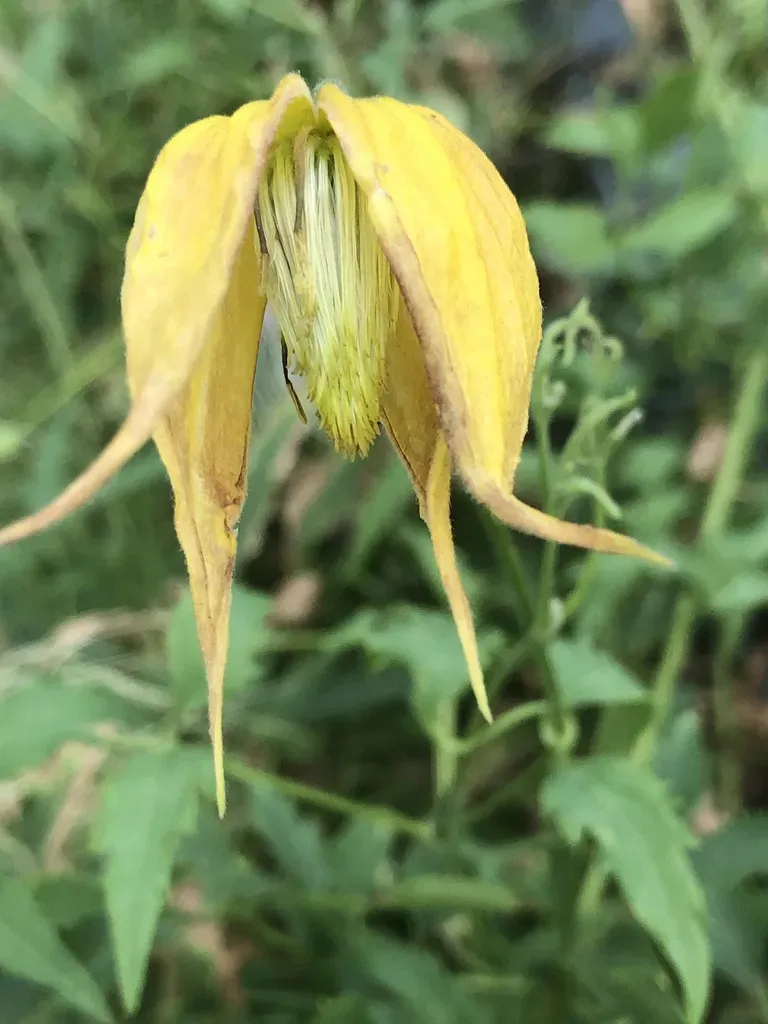 Golden Clematis