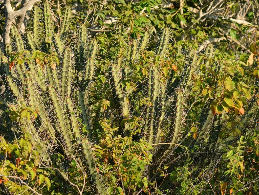 Xiquexique Tuberculatus