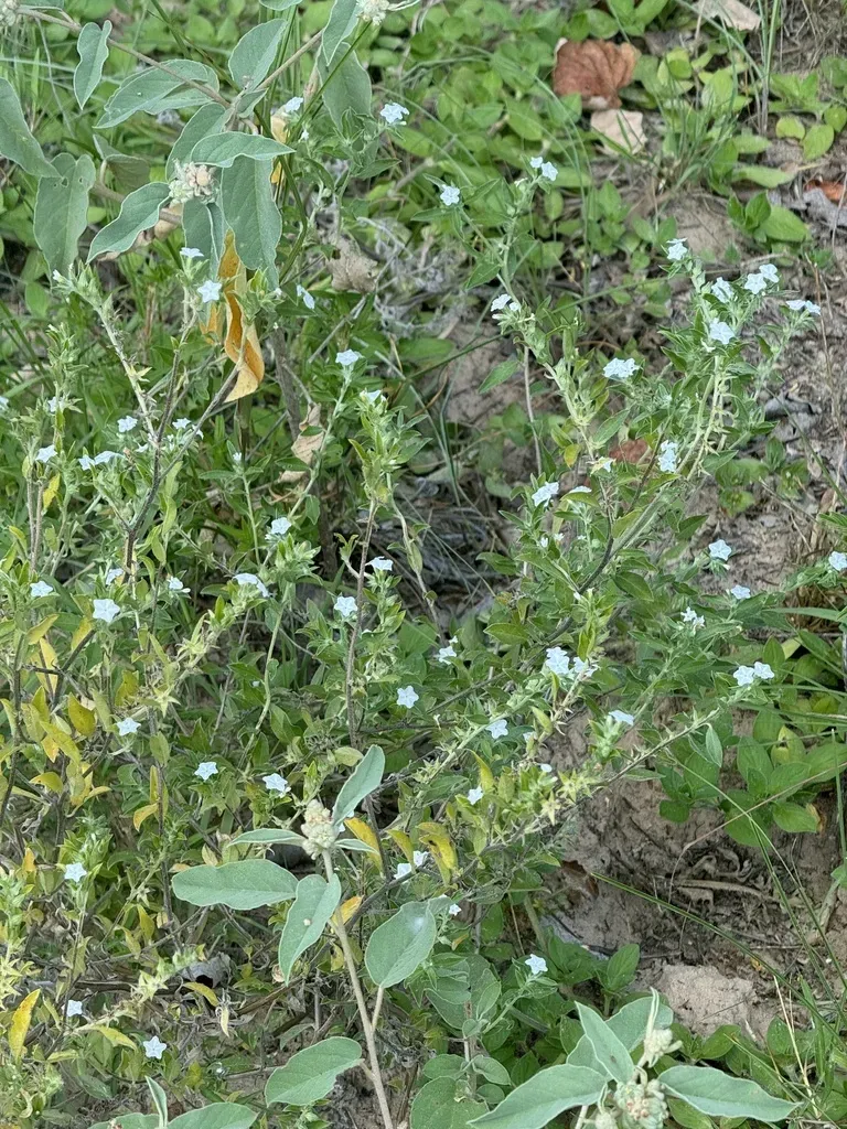 Coastal Plain Heliotrope