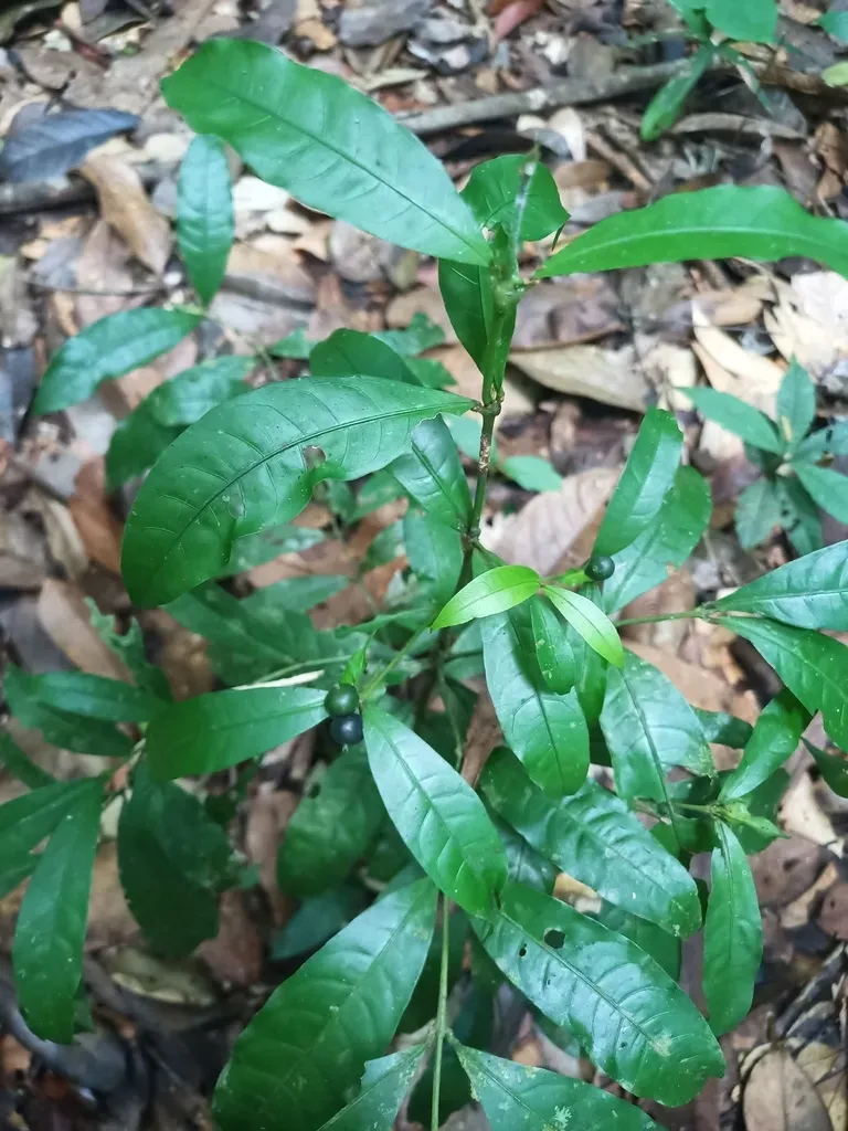 Faramea Sessiliflora
