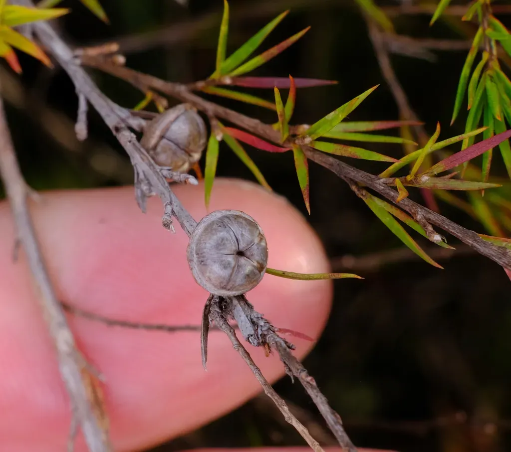 Prickly Tea Tree