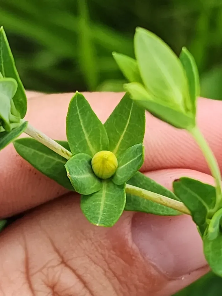 Myrtleleaf St. John's-wort