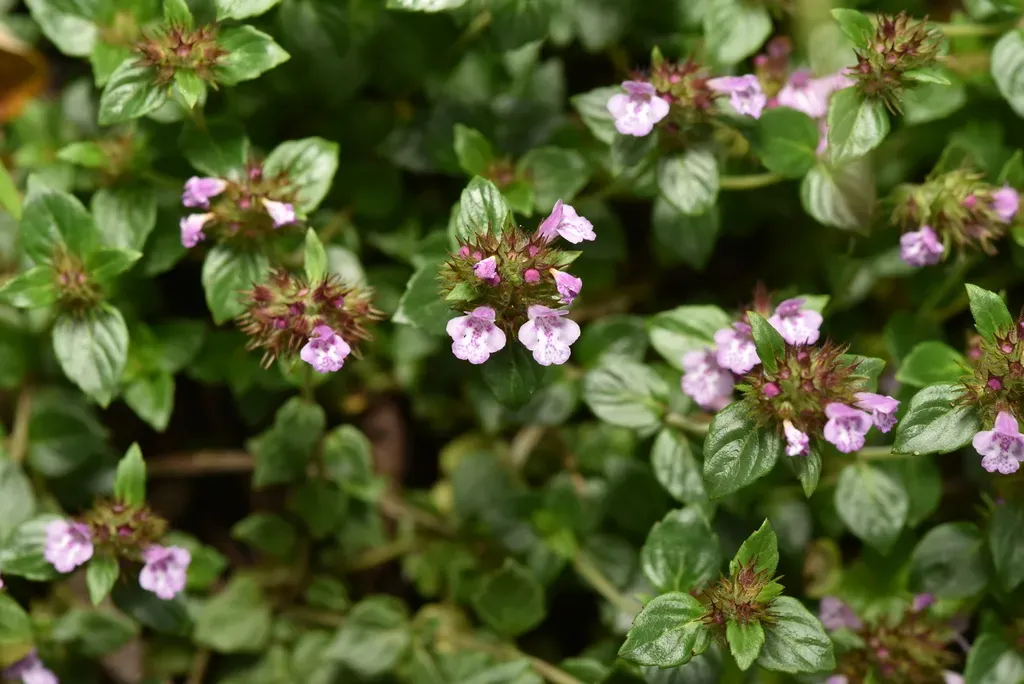 Clinopodium Laxiflorum