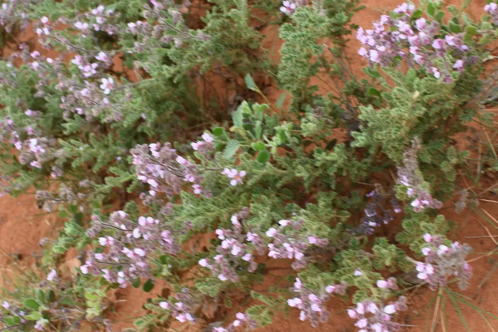 Diplopeltis Eriocarpa