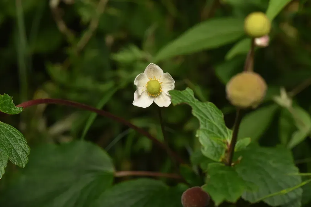 Grape-leaved Windflower