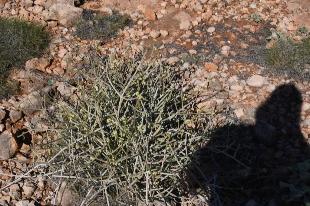 Grevillea Variifolia