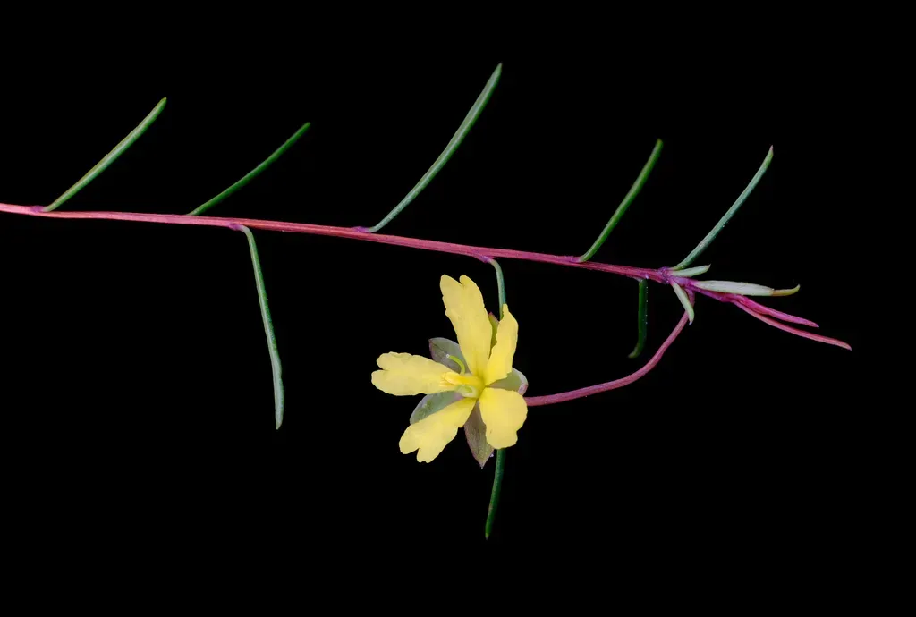 Hibbertia Minysantha