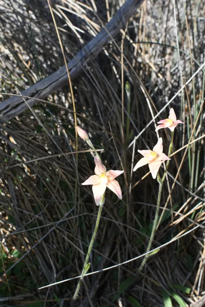 Caladenia Flava × Reptans