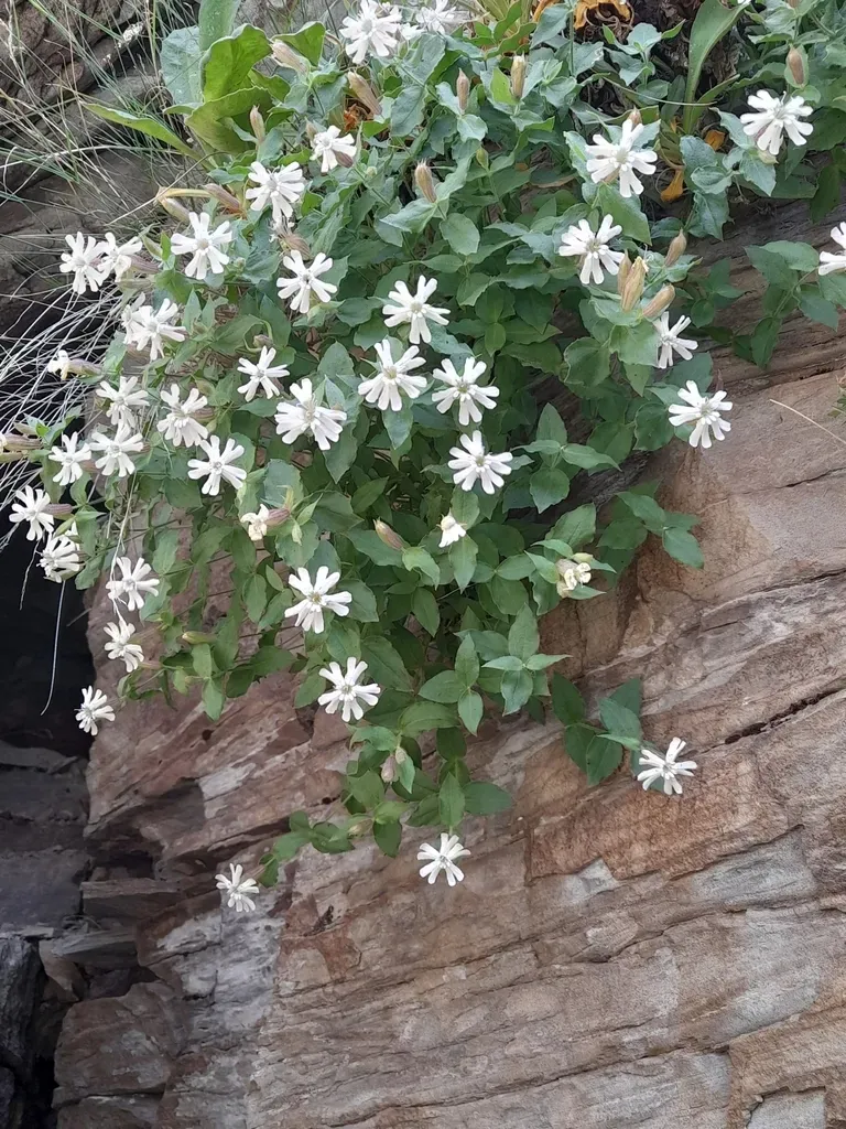 Heart-leaved Catchfly