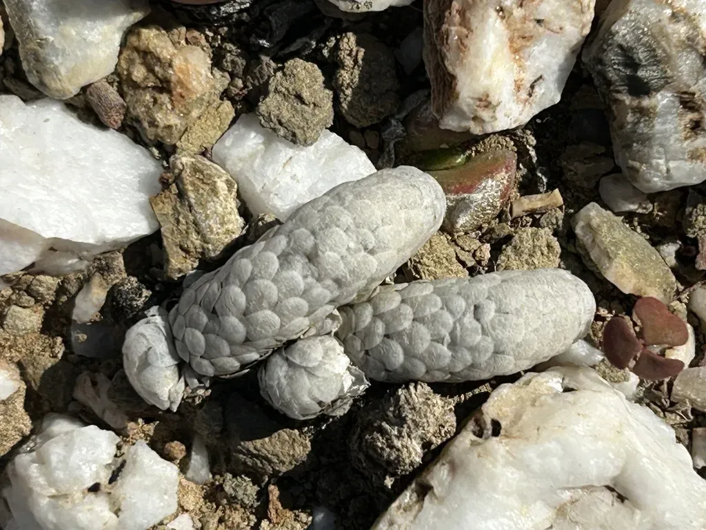 Anacampseros Papyracea