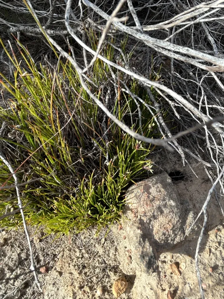 Ficinia Overbergensis