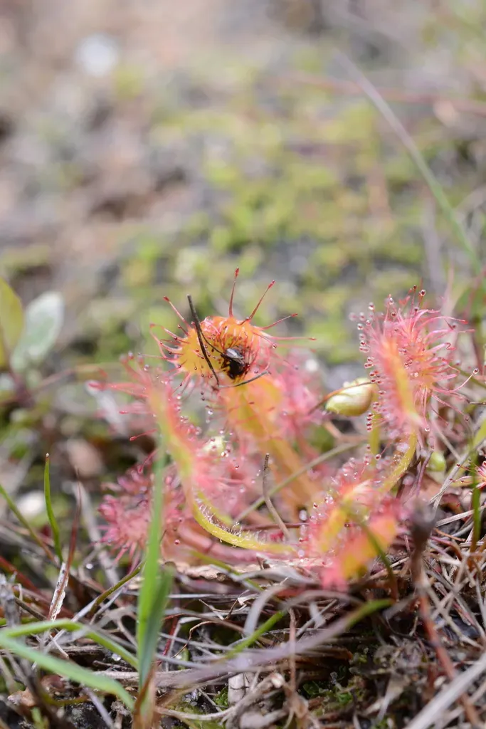 Roundleaf Sundew