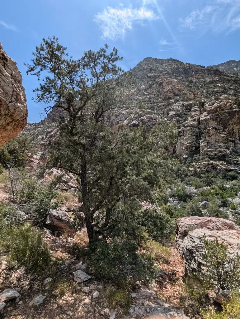 California Singleleaf Pinyon