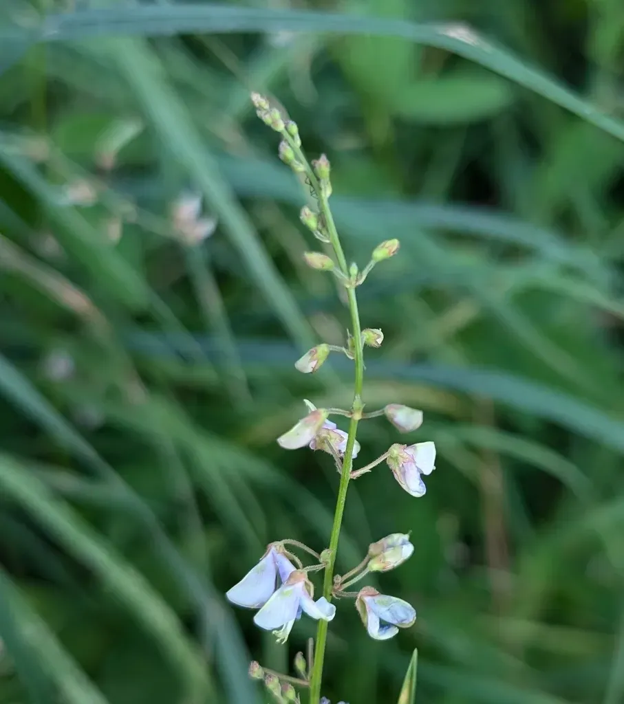 Smooth Tick-trefoil