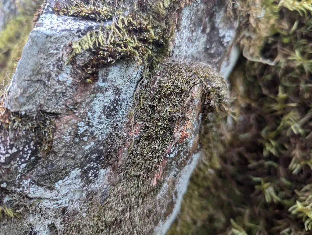 Blunt-lobed Cloak Fern