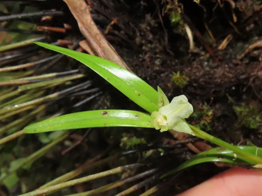 Scaphyglottis Corallorrhiza