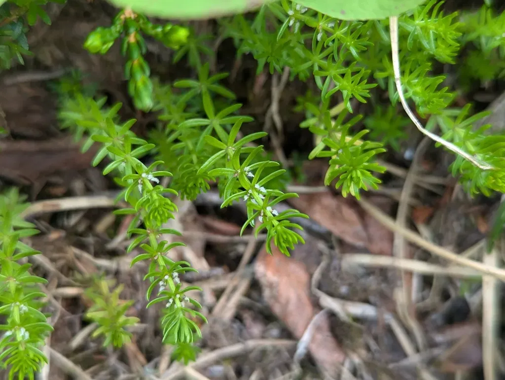 Mountain Mare's Tail