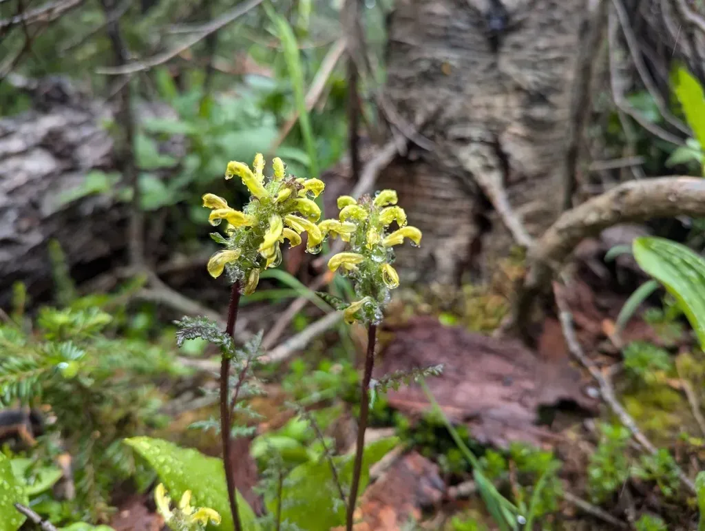 Mount Rainier Lousewort