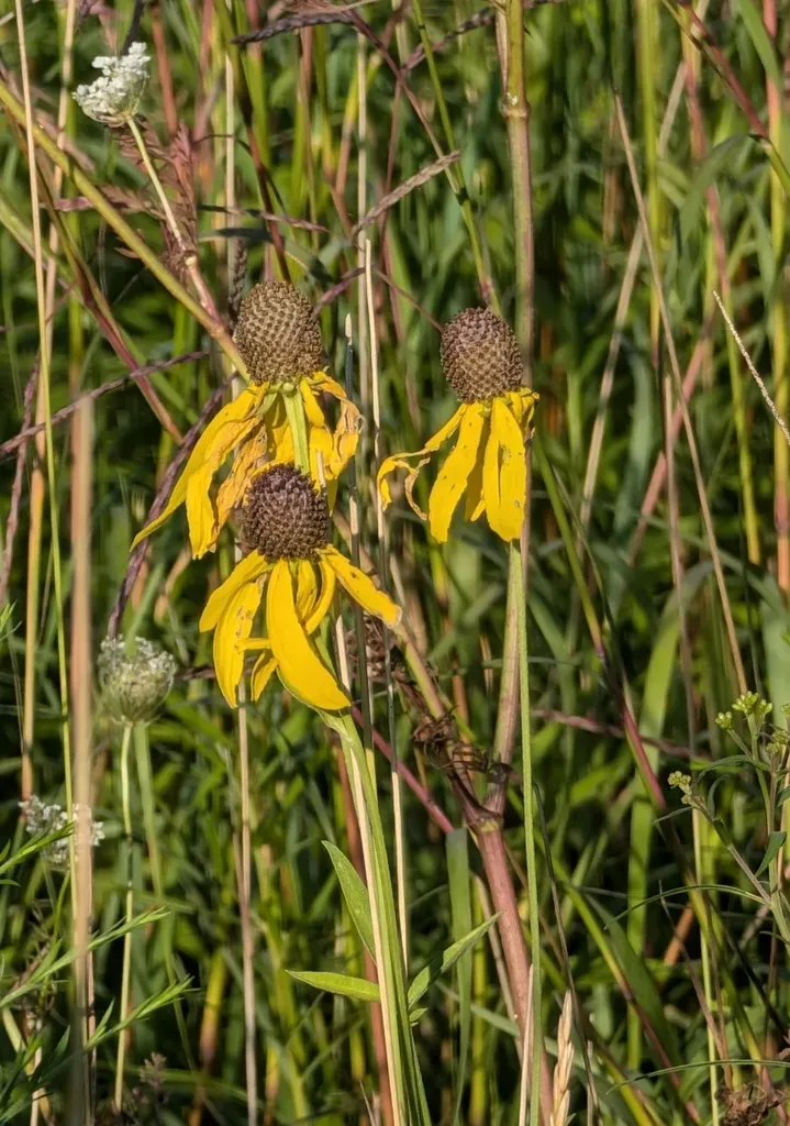 Gray-headed Coneflower