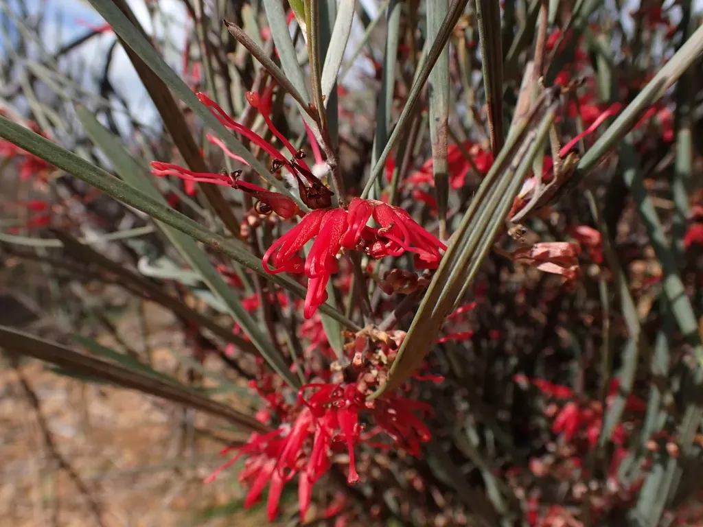Grevillea Pityophylla