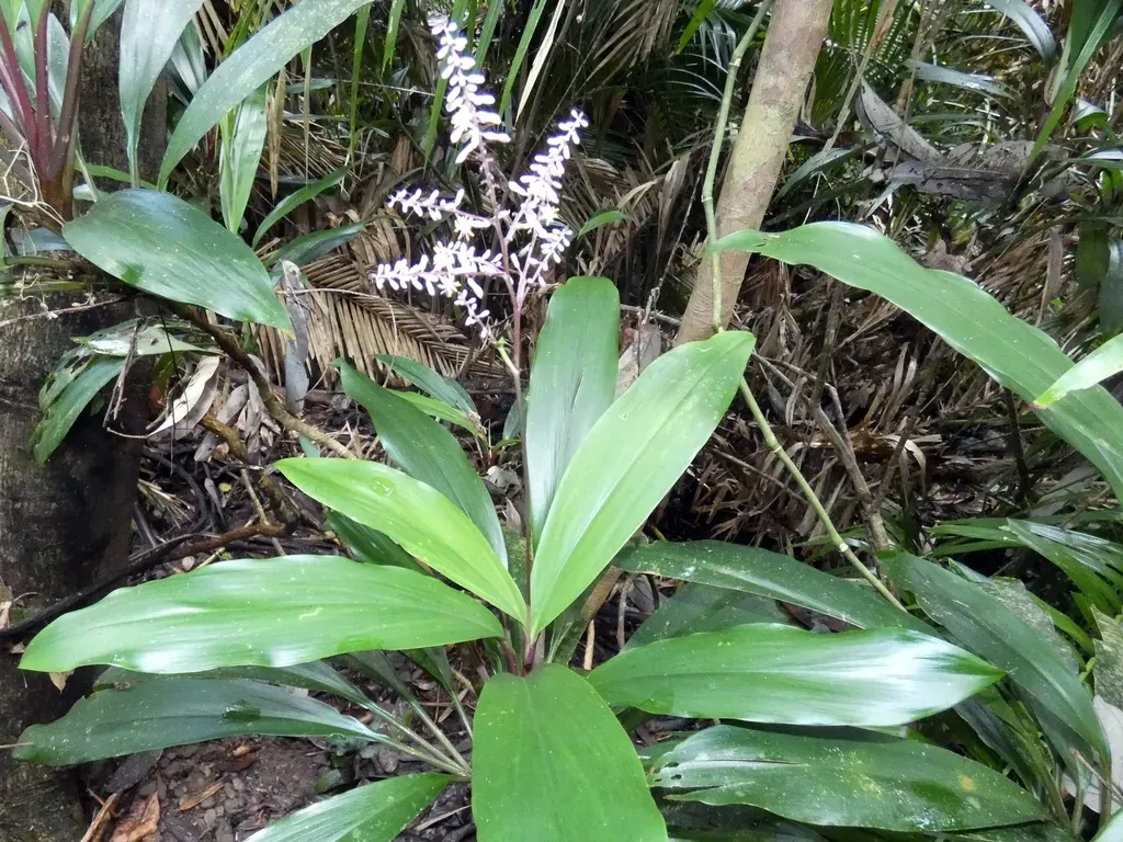 Canna-leaved Palm-lily