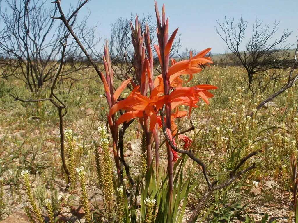 Spectacular Watsonia
