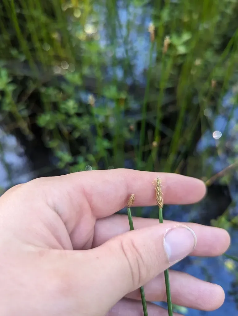 Gulf Coast Spikerush