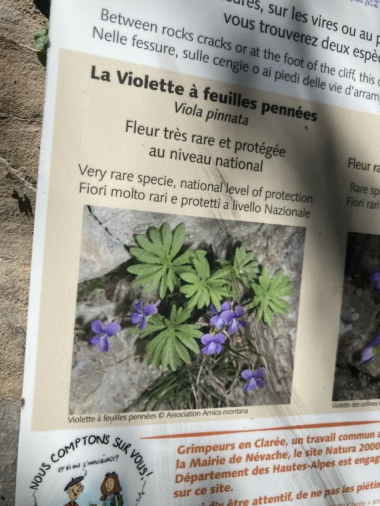 Finger-leaved Violet