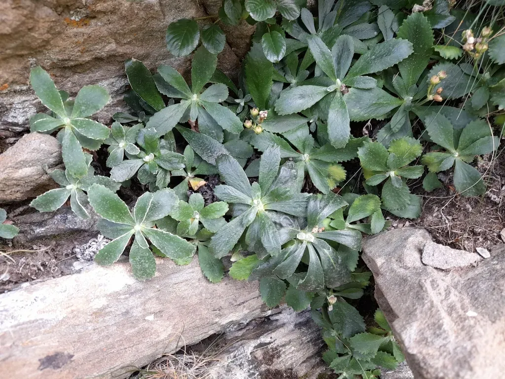 Silver-edged Primrose