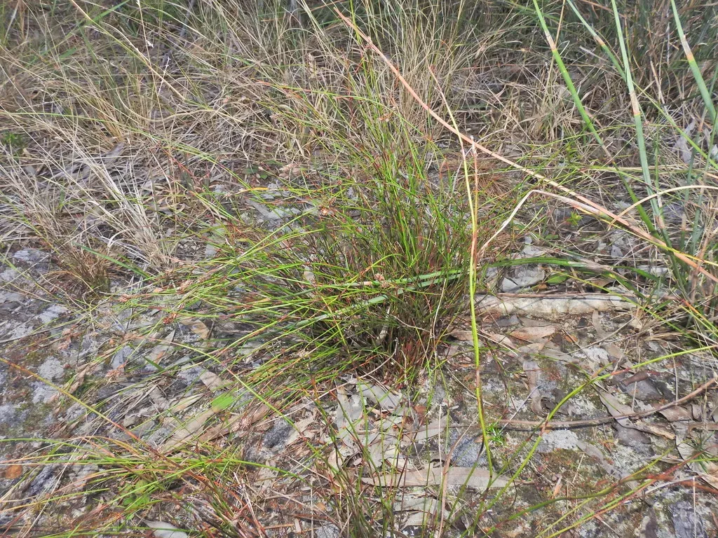 Baloskion Tenuiculme