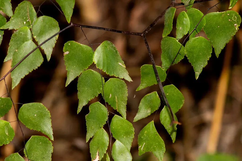Adiantum Subcordatum