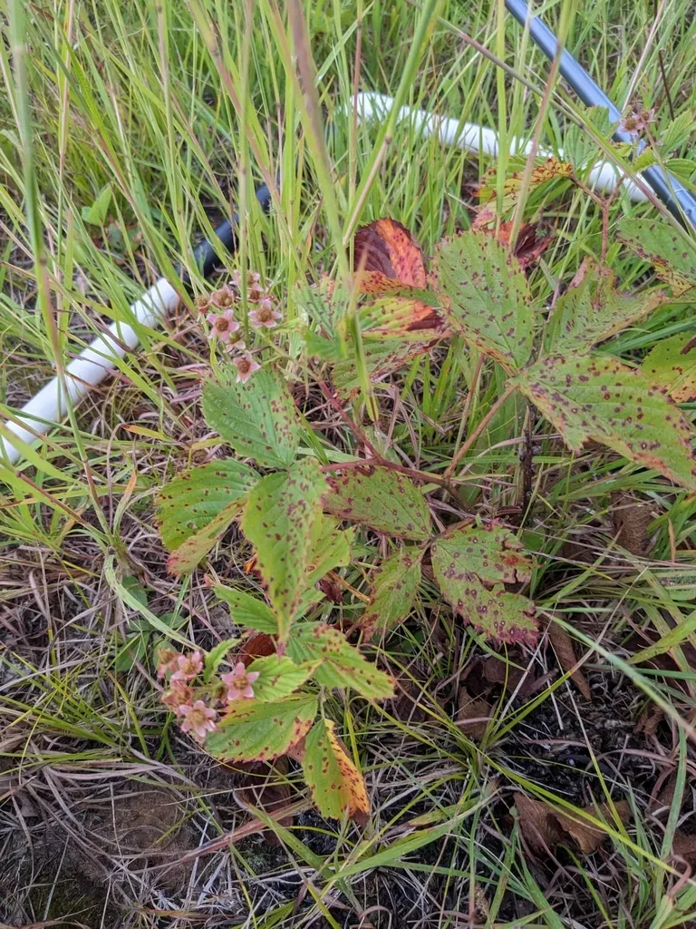 Wisconsin Bristleberry